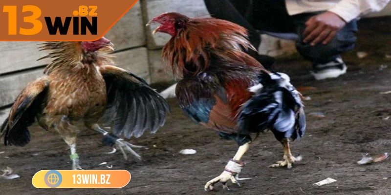 Lý do khiến đấu trường đá gà C1 13Win luôn thu hút sự chú ý
