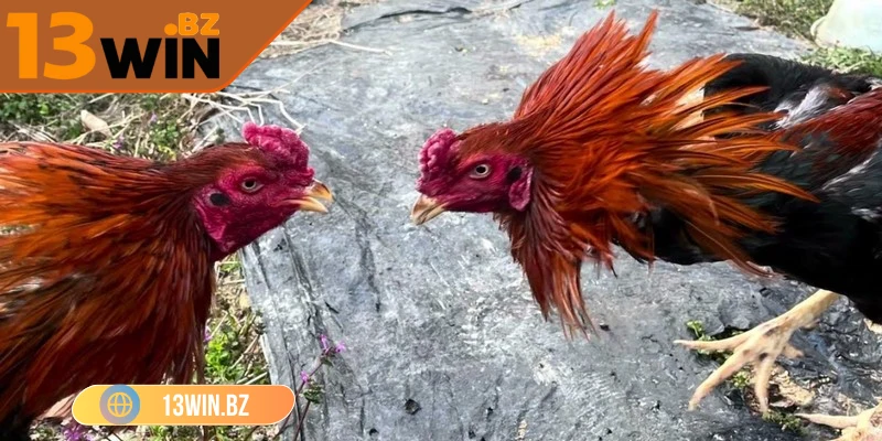 Đá Gà Cựa Dao Trực Tuyến Tại 13Win – Hồi Hộp Đến Nghẹt Thở 3 Thông tin cụ thể về luật chơi đá gà cựa dao 13Win