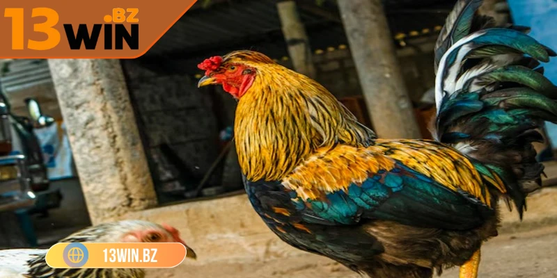 Đặc điểm nhận dạng vượt trội của đá gà Peru 13Win