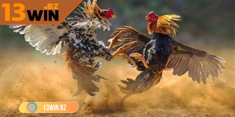 da-ga-13win-bang-keo-cho-tran-dau
